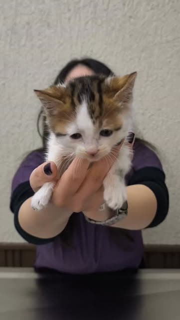 Ekip tarafından kucağa alınan bir kedi yavrusu