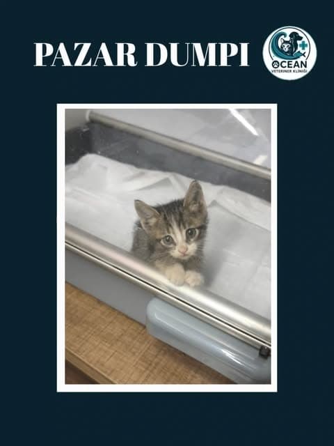 Klinikte bakımdaki bir başka yavru kedi