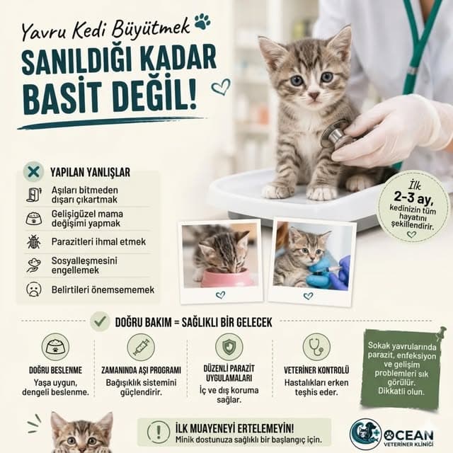 Yavru kedi bakımı üzerine bilgilendirme