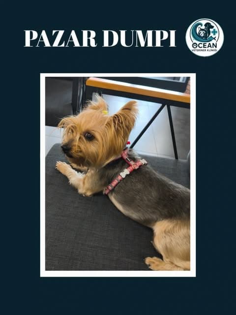 Klinikte bir köpek dostumuz